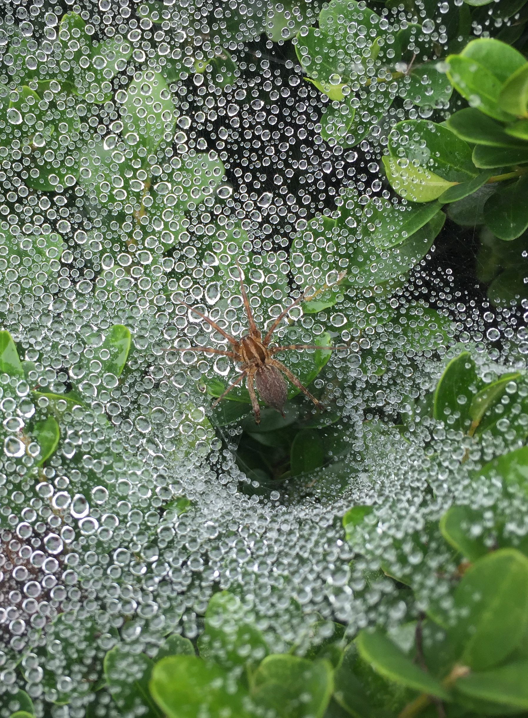 Spider near its web tunnel, on a web that is holding drops of dew.