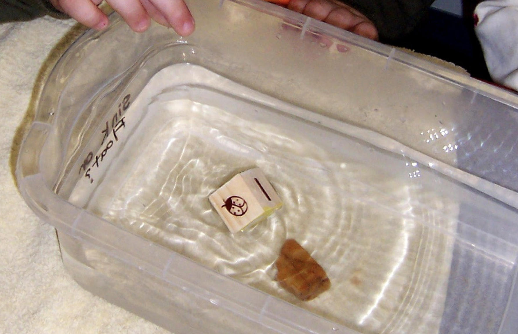 A wooden block and a stone in a tub of water--floating and sinking.