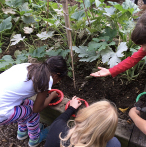 Children finding earthworms in the school garden.