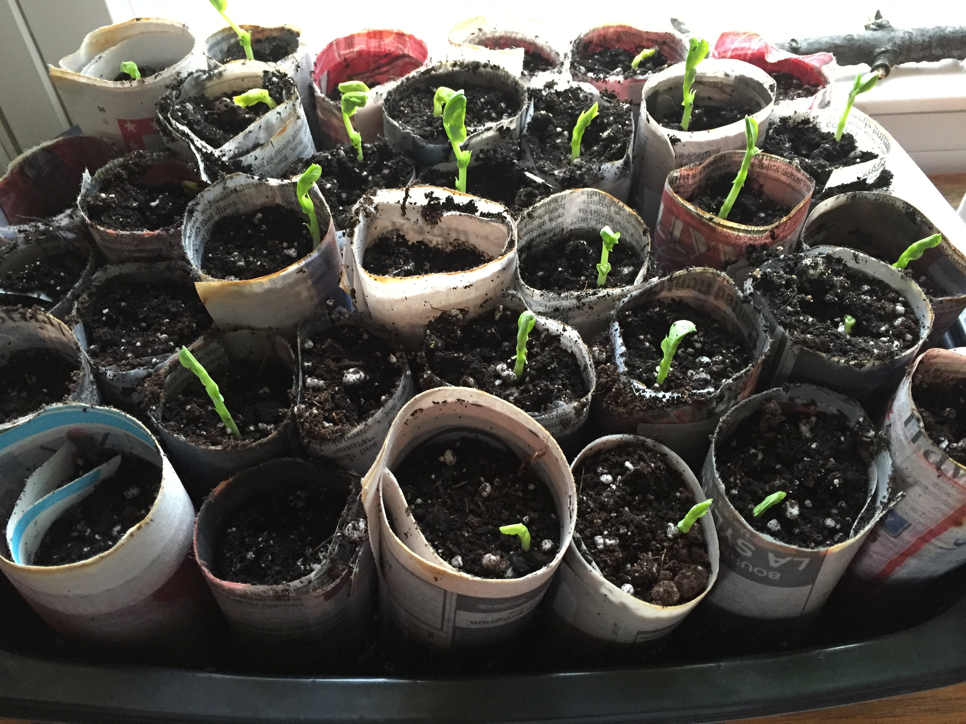 Tray of pea seedlings in pots made of newspaper.