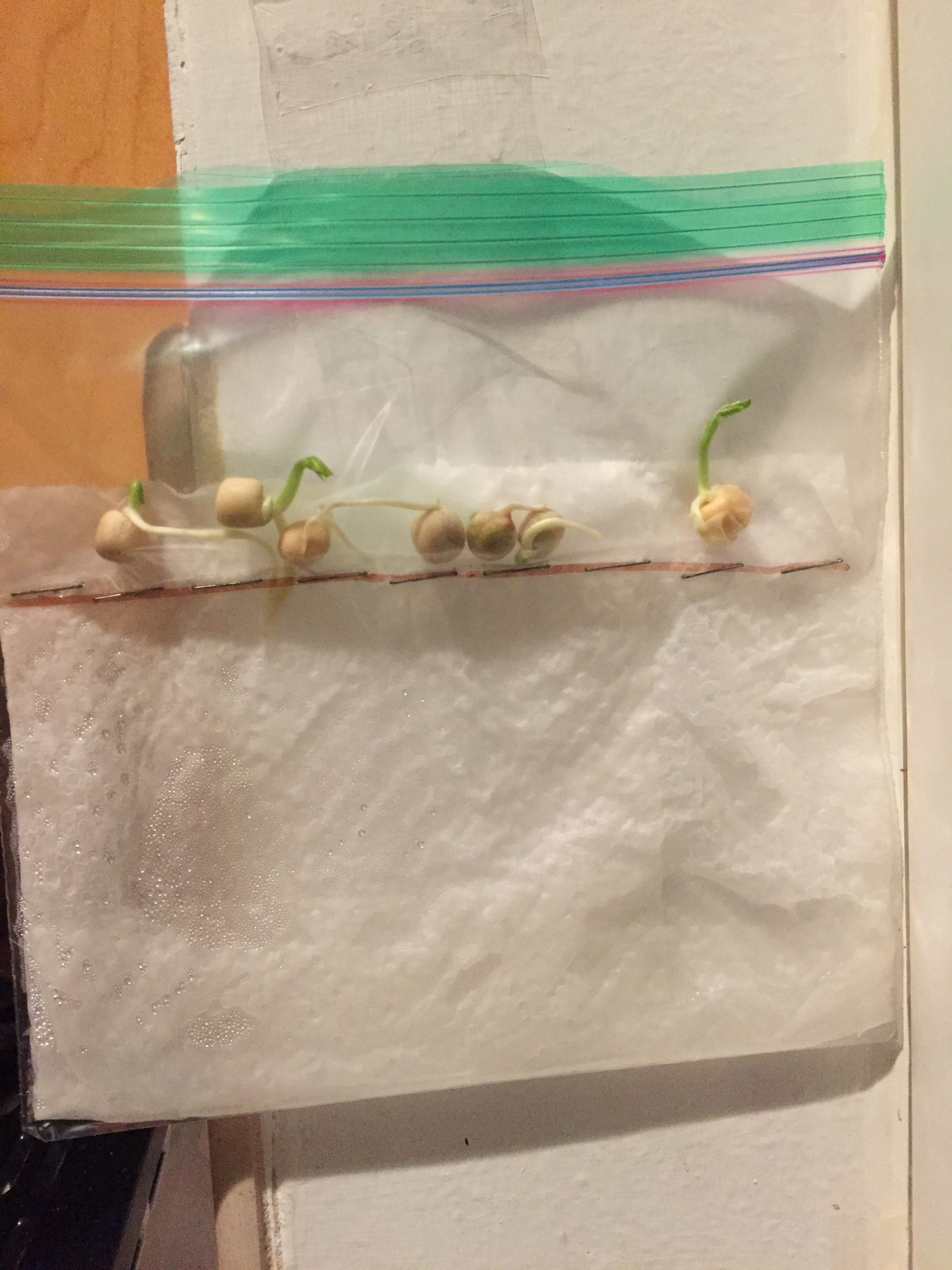Pea seeds sprouting in a plastic bag with a damp paper towel.