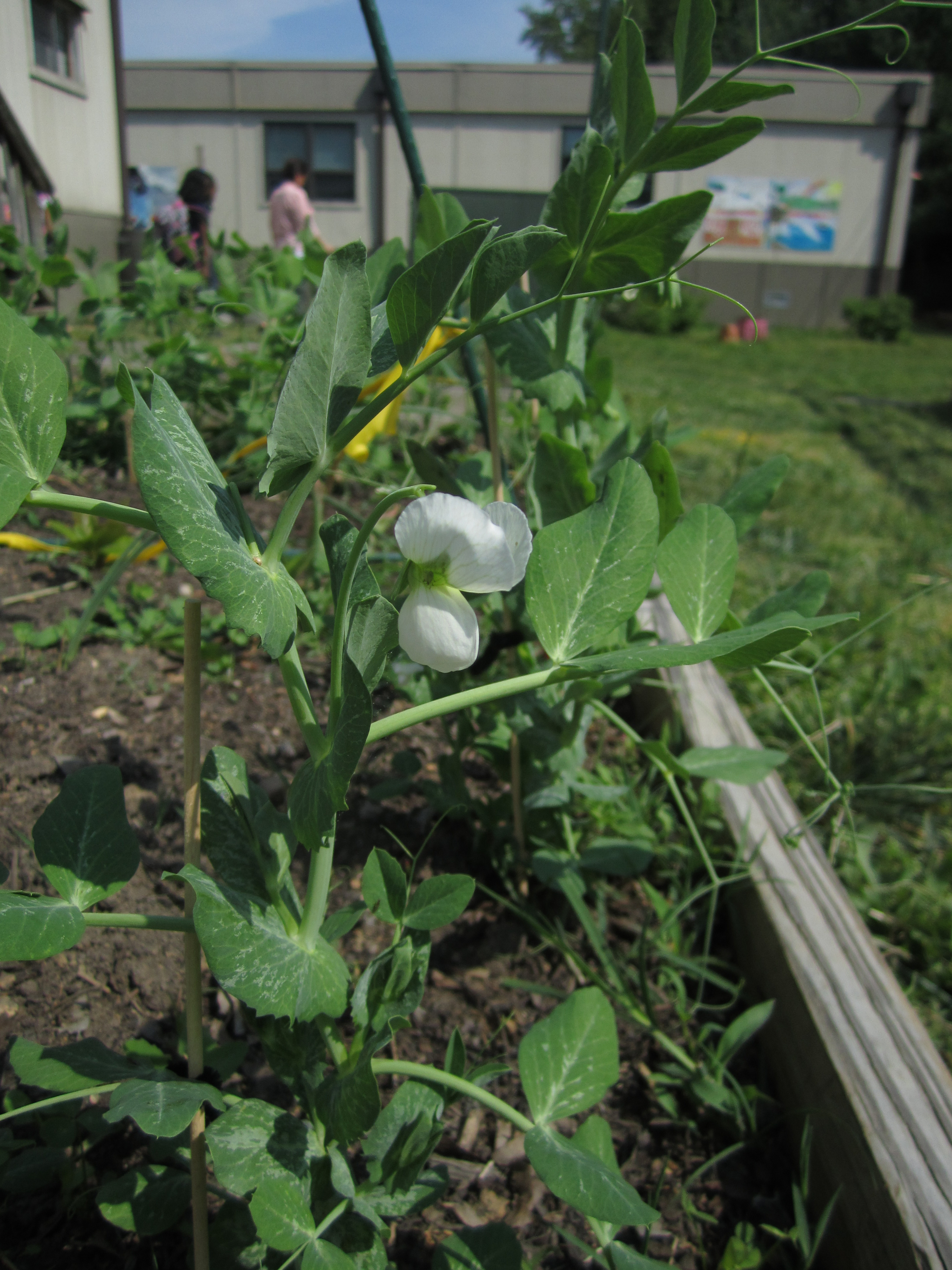 Pea plant and flower in a school garden.