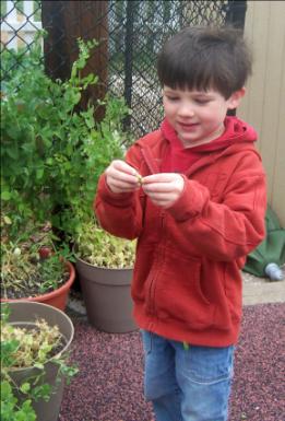 Child picking and eating sugar snap peas.