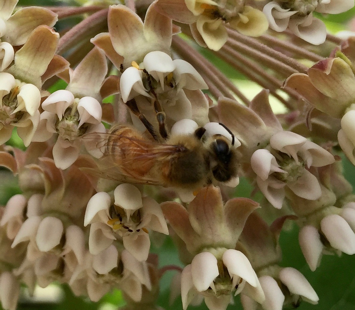 Bee on milkweed flowers. 