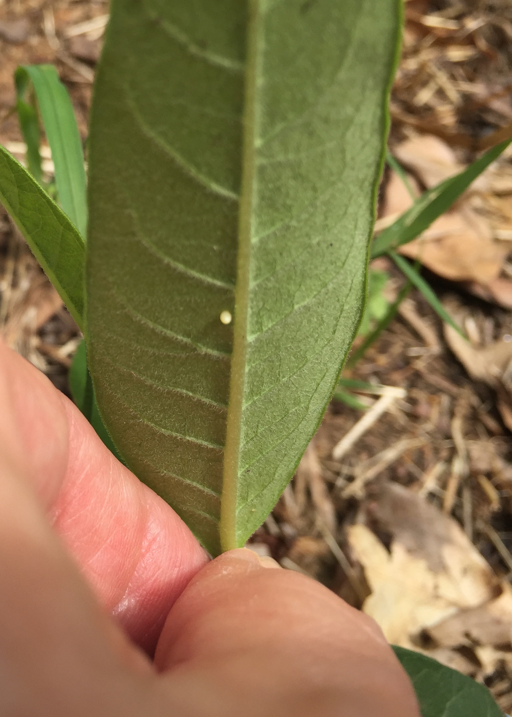 A small white egg, about 2 millimeters long, is attached to the underside of a milkweed leaf.