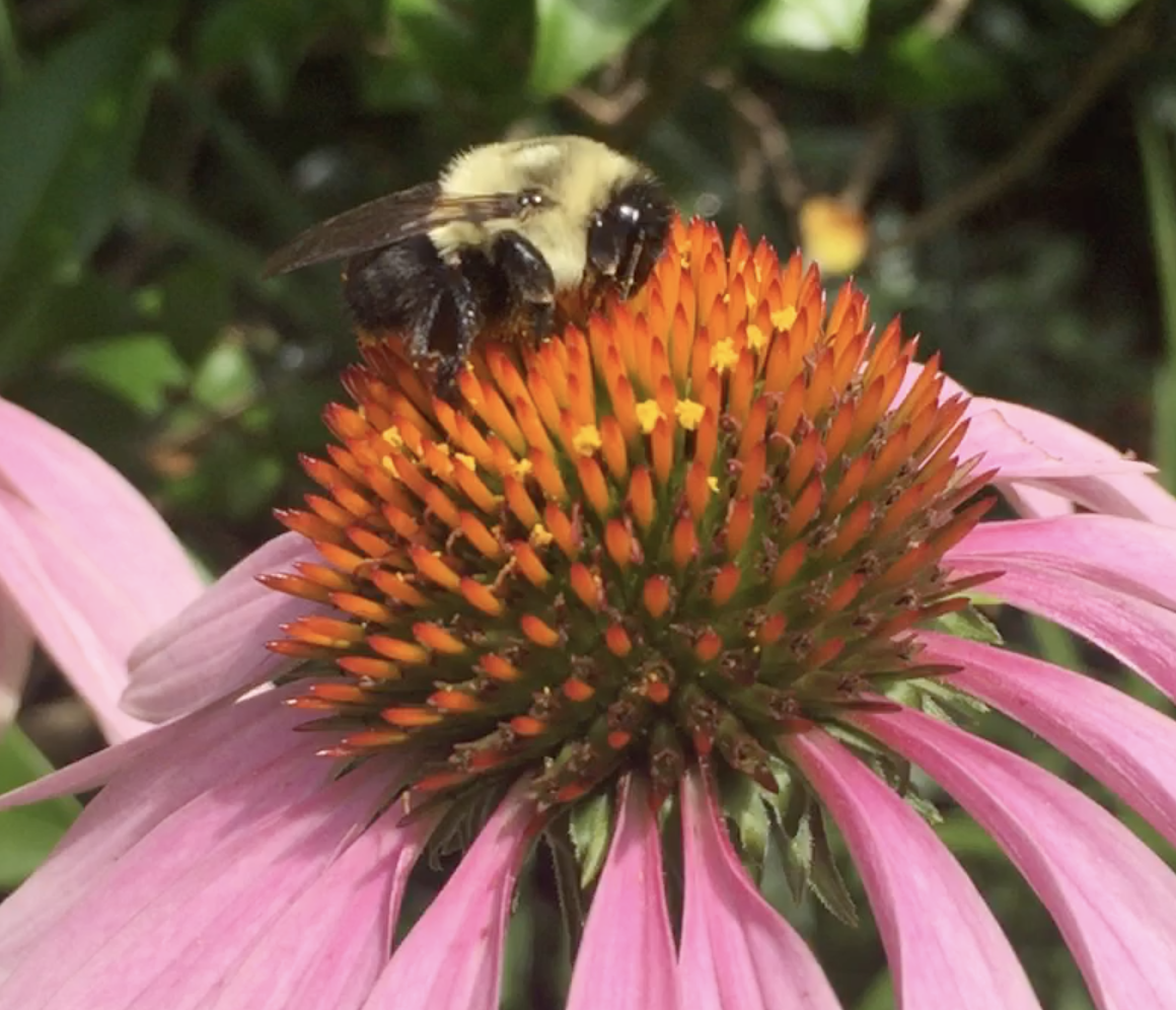 Bumble bee resting and eating on pink coneflower