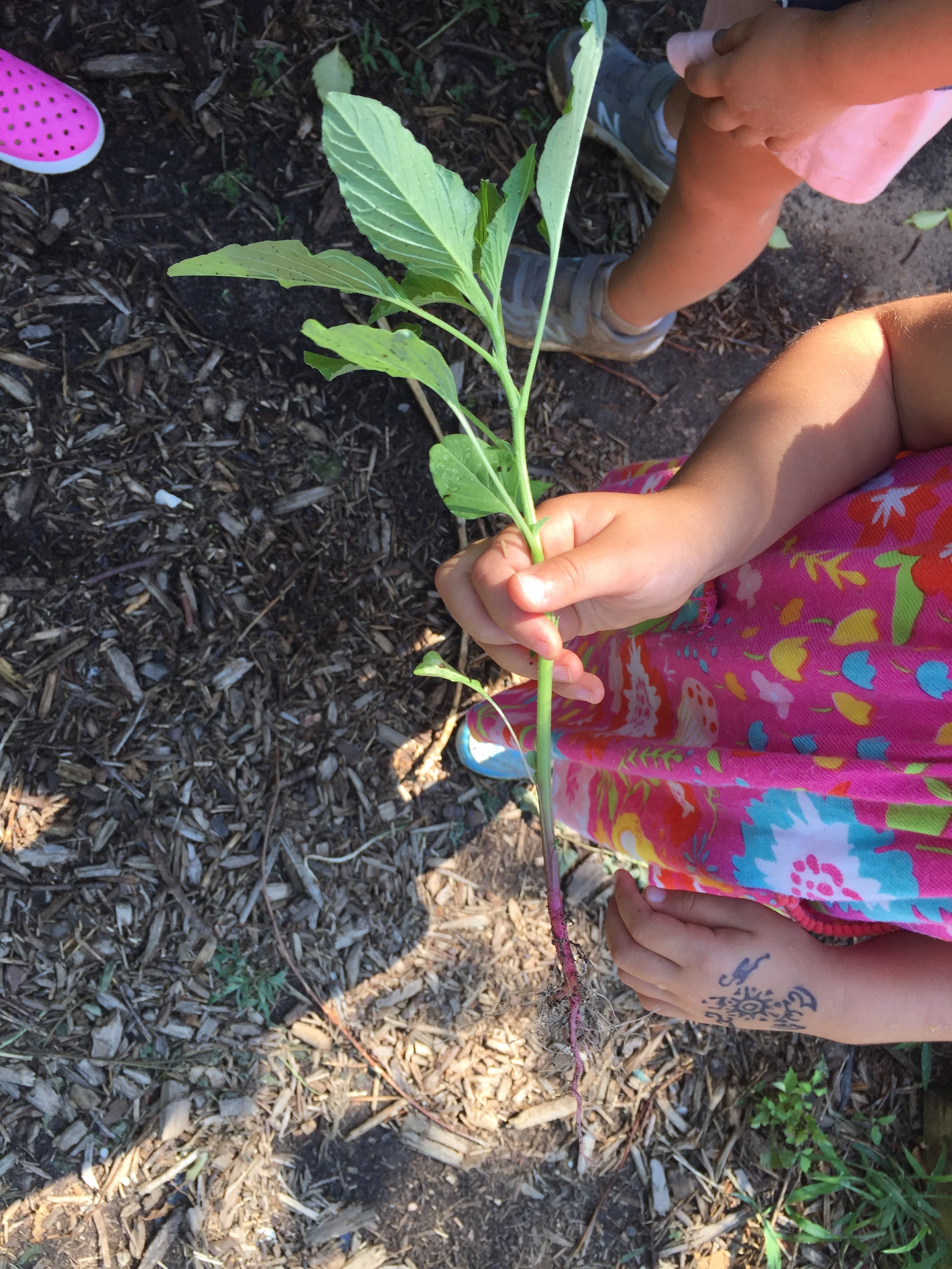 Child's hand holding a small plant.