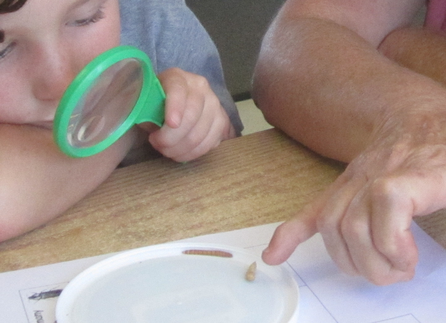 Child and teacher look at Tenebrio beetle larva