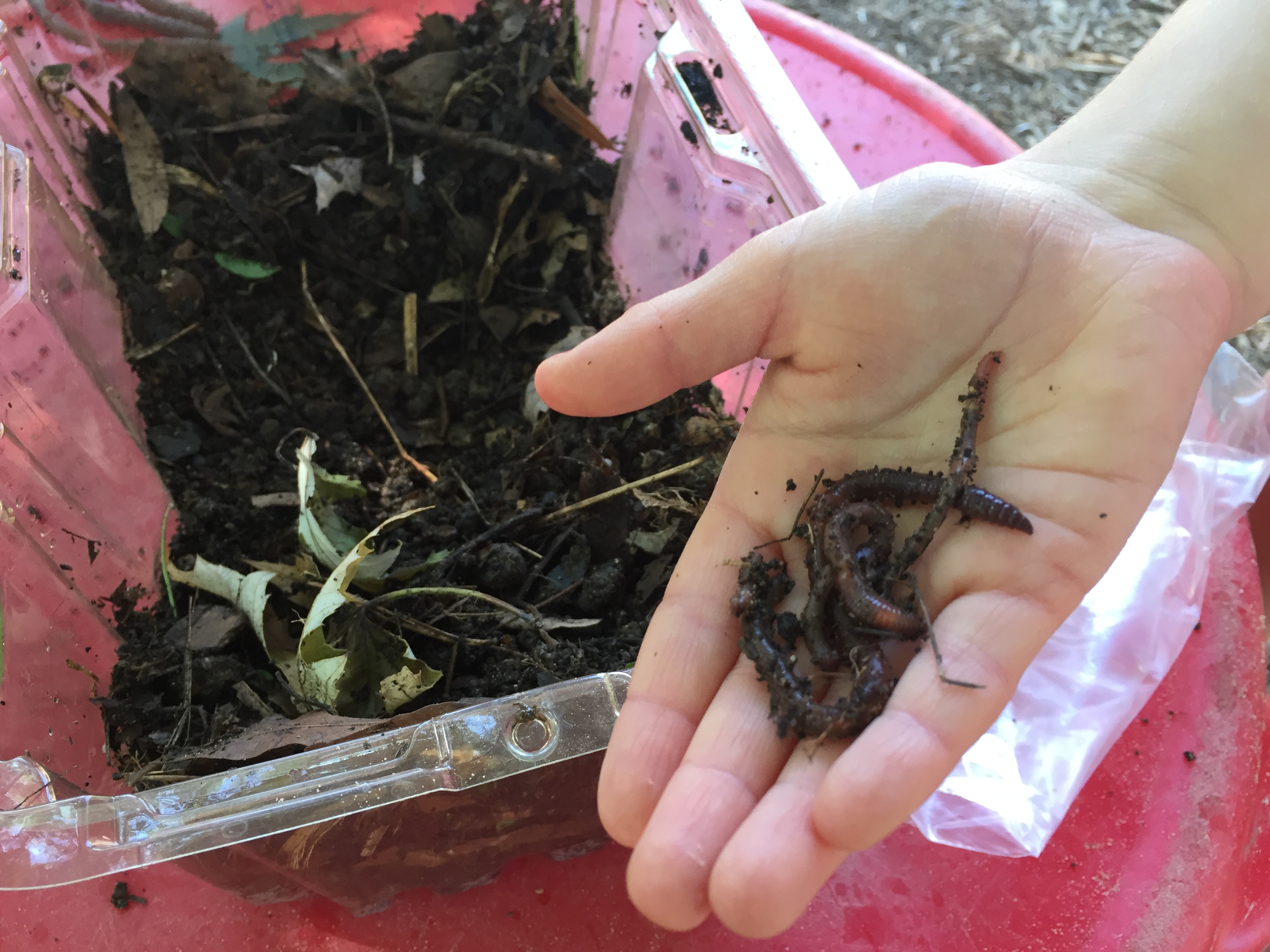 Child holds several earthworms in hand