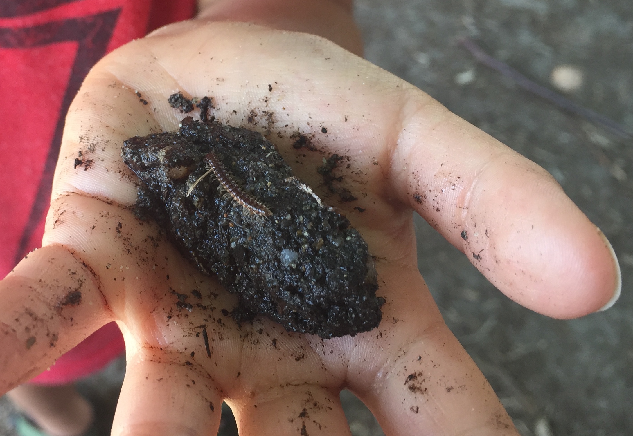 Child holds lump of soil with a millipede on top.