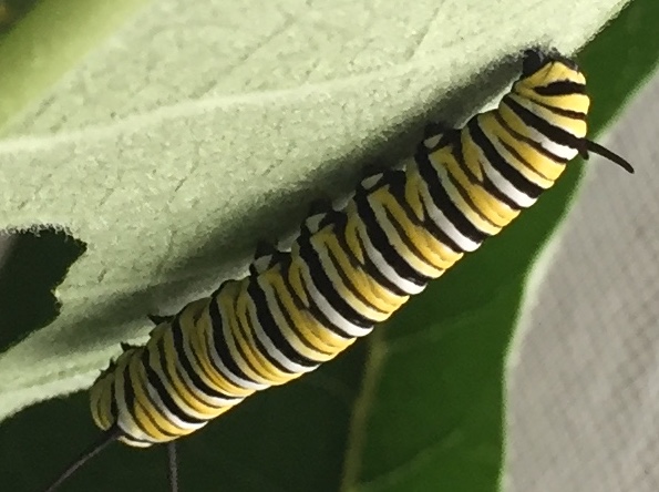 Monarch butterfly larva, or caterpillar, on a leaf.