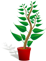 potted plant