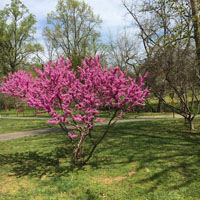 flowering bush