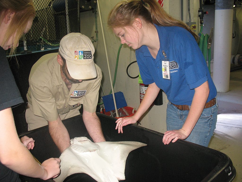 Students conducting an external medical evaluation of a Cownose ray