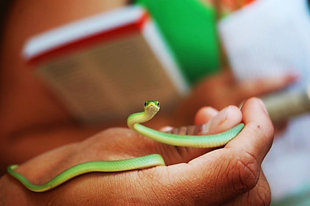 A student holds a small green snake, using a field guide to identify it.