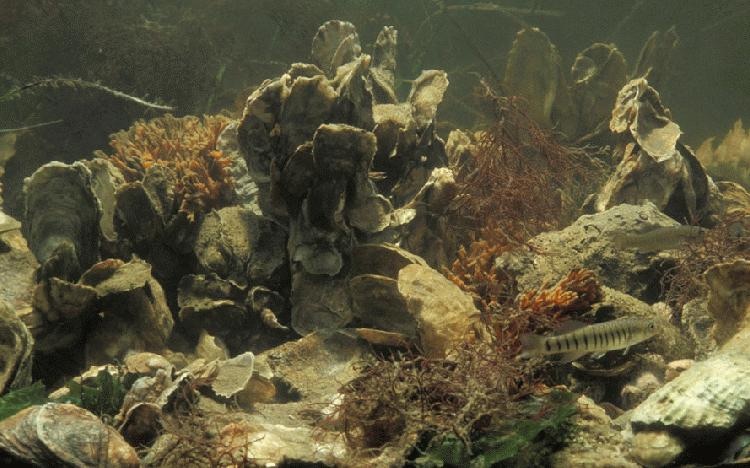 Underwater photo of an oyster reef.