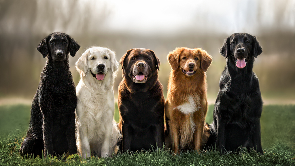 Do all kinds of organisms have a lot of genetic diversity?