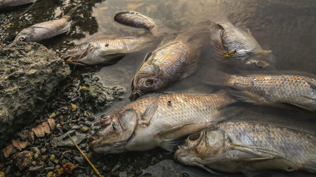 How Can Feeding the Planet Change the Ocean?