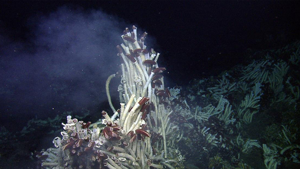 How can ecosystems survive without sunlight?