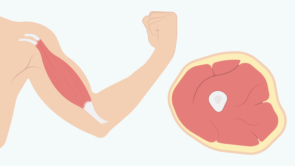 What makes muscle proteins so different from other proteins in our body? (Playlist Version)