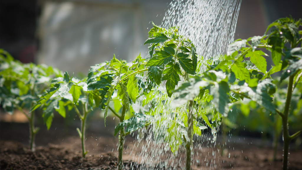 How Can We Keep Our Vegetables Watered?