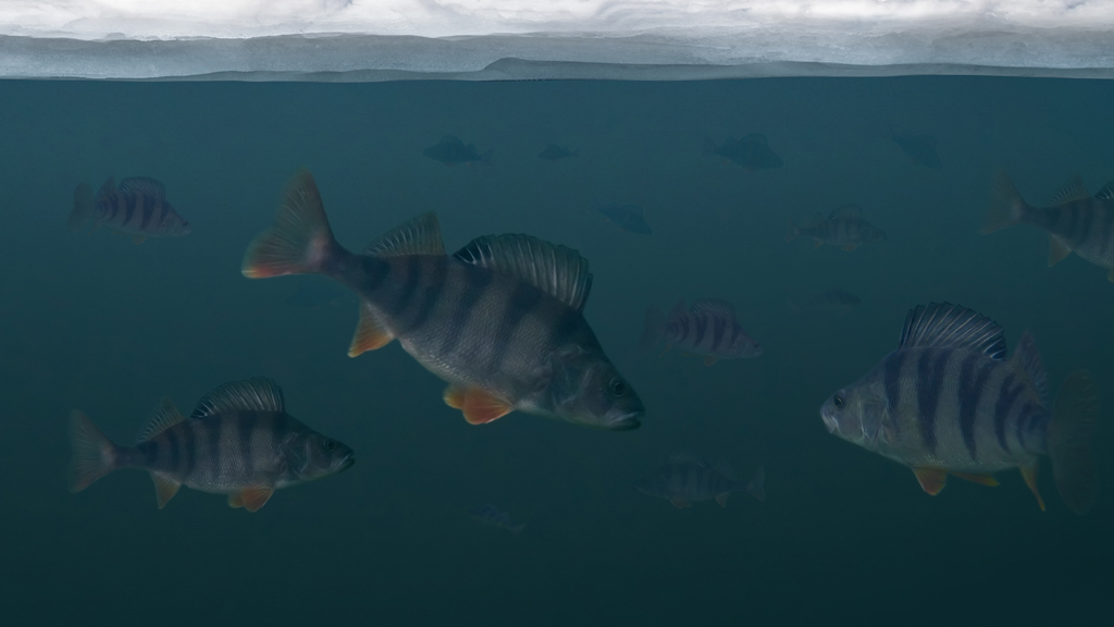 How can fish survive in a frozen lake? | NSTA