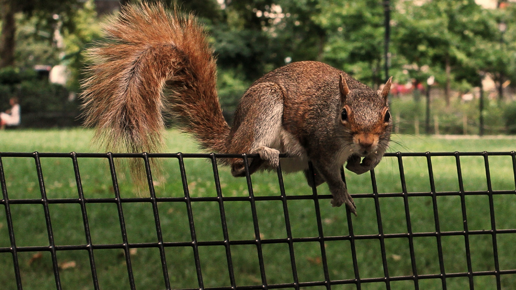 How Does Our Neighborhood Provide For Its Wildlife?