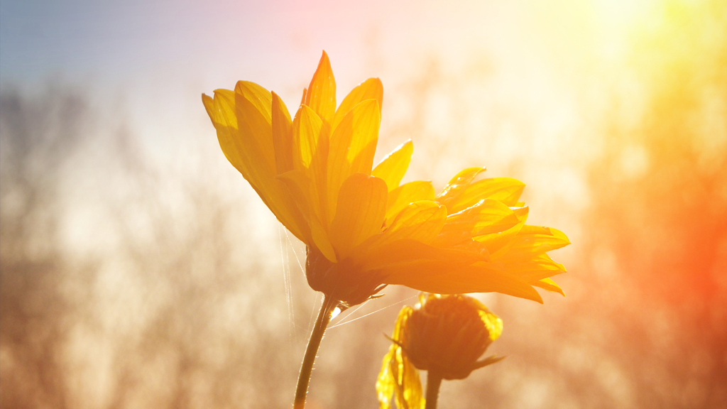 How Will The Plant Grow?