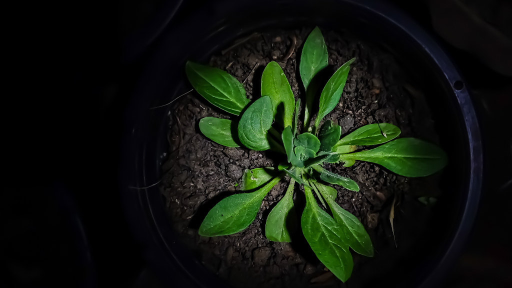 What Do Plants Do in the Dark? NSTA