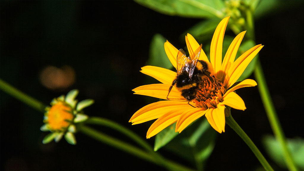 Why Are The Rusty Patched Bumble Bees Disappearing?