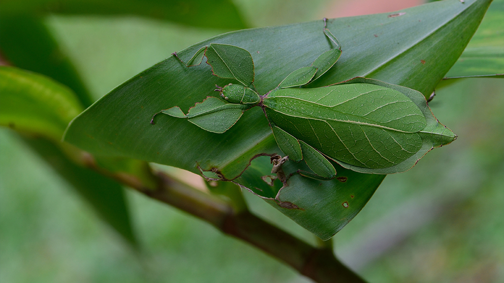 Why can't I see the animals? | NSTA Why can't I see the animals? | NSTA