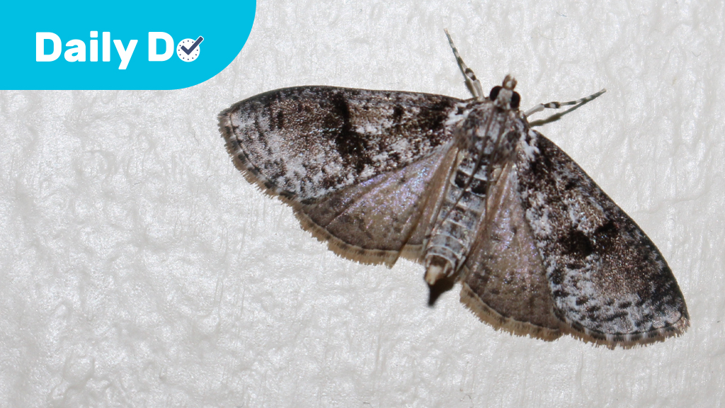 How Did The Moth Population Change?