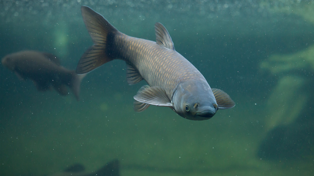 Why do we only seem to catch carp?