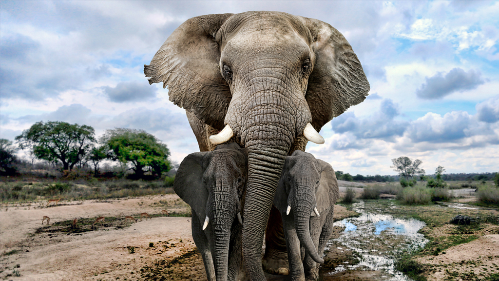 Elephant body language 101 – a guide for beginners - Africa Geographic
