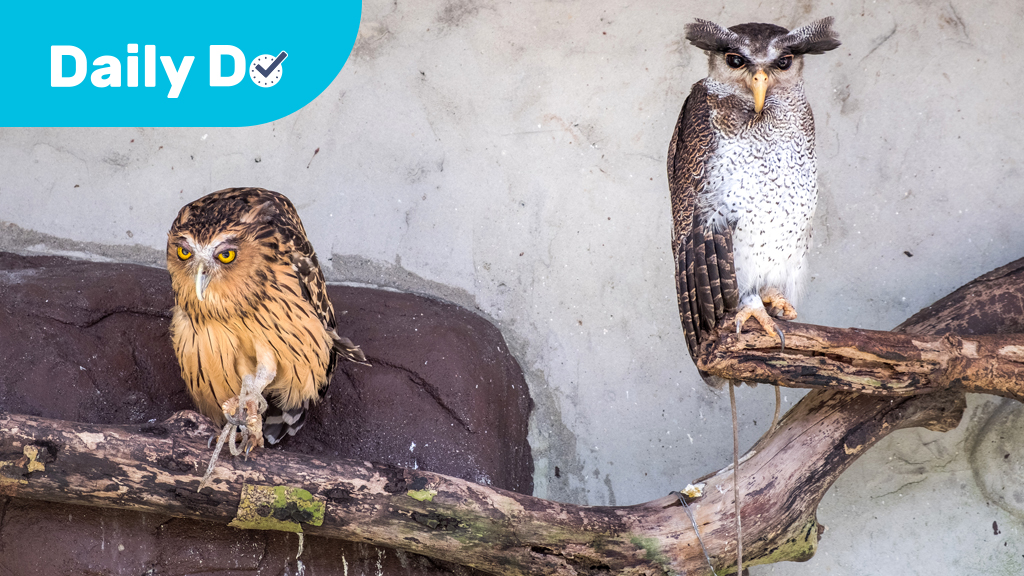 How Are They Similar and Different?