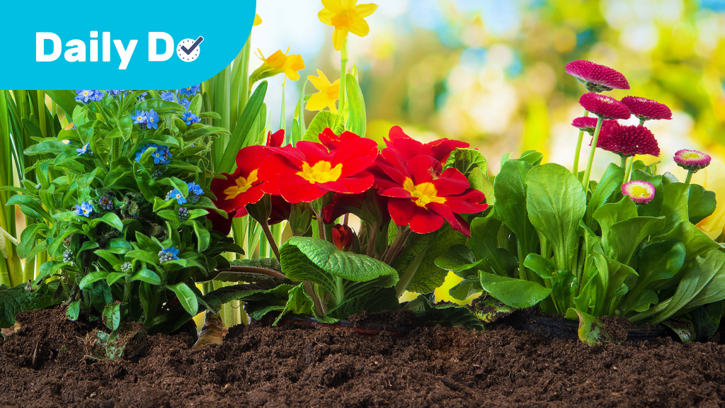 Why Are Flowers So Different?