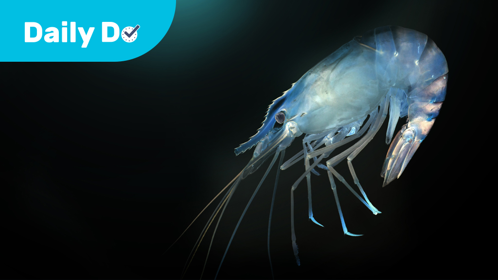 How Do Shrimp Live in a Closed System?