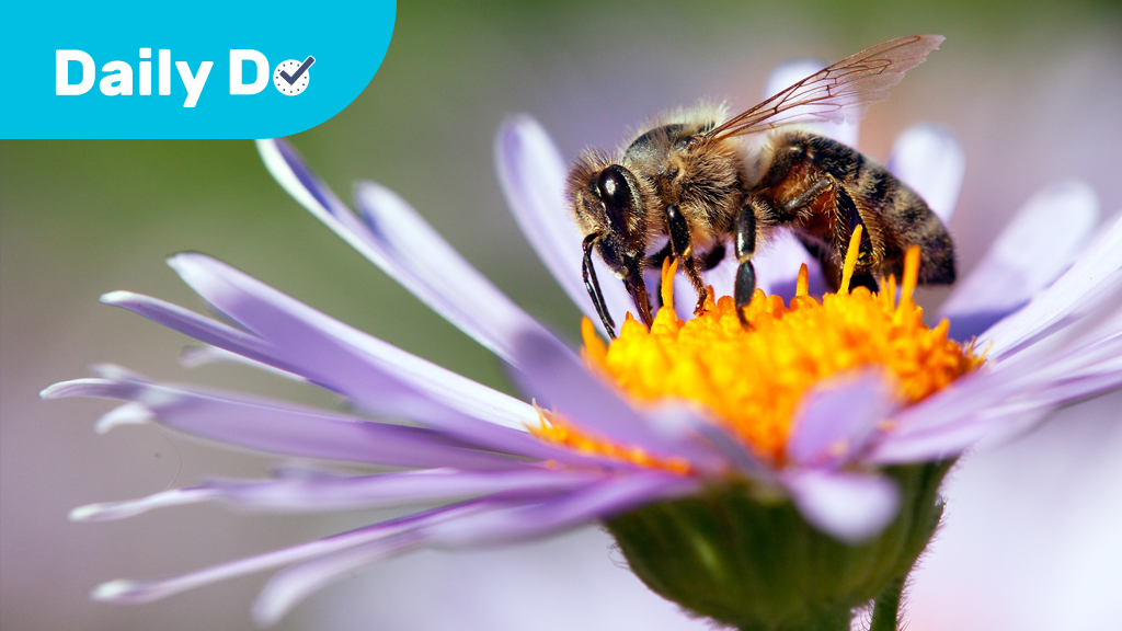 Why Do They Visit the Flower?