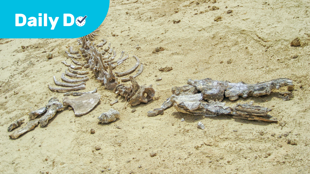 Why Are There Fish in the Desert?