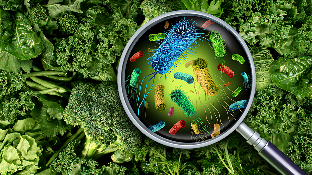 Should Food Have Bacteria?
