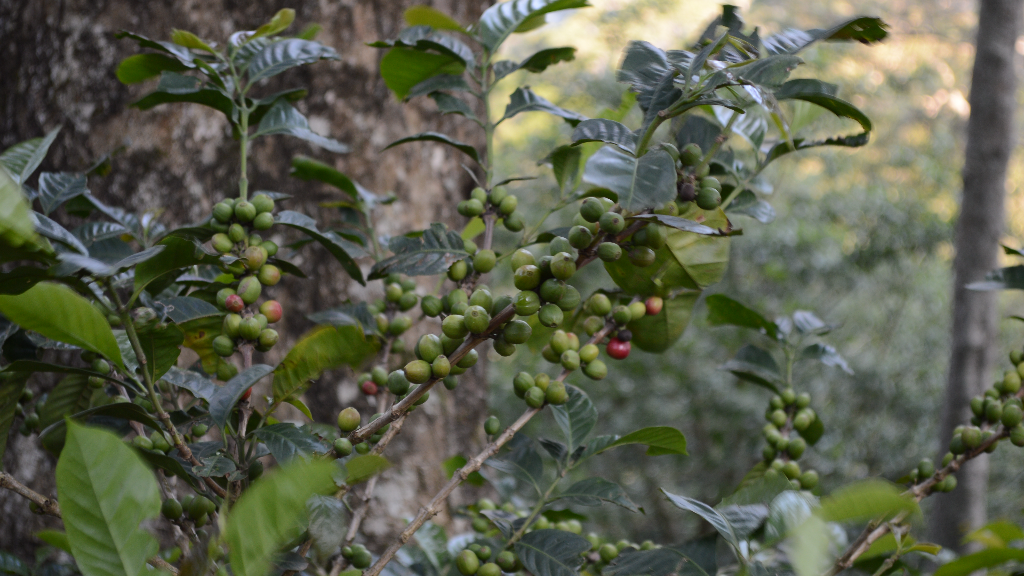 Why might there be a future without coffee, and can we do anything about it?