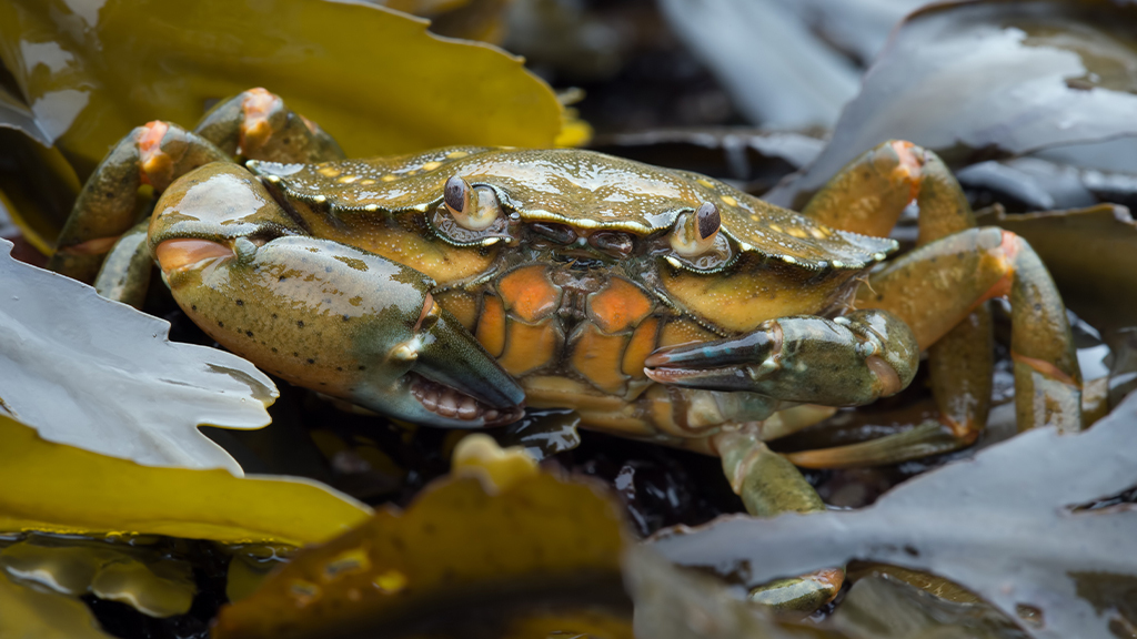 Why Does the Green Crab Love Climate Change?