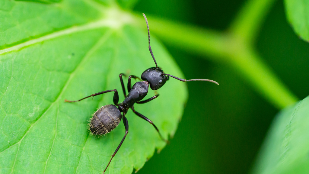 How Do Ants Help the Plants and Animals of the Woods?