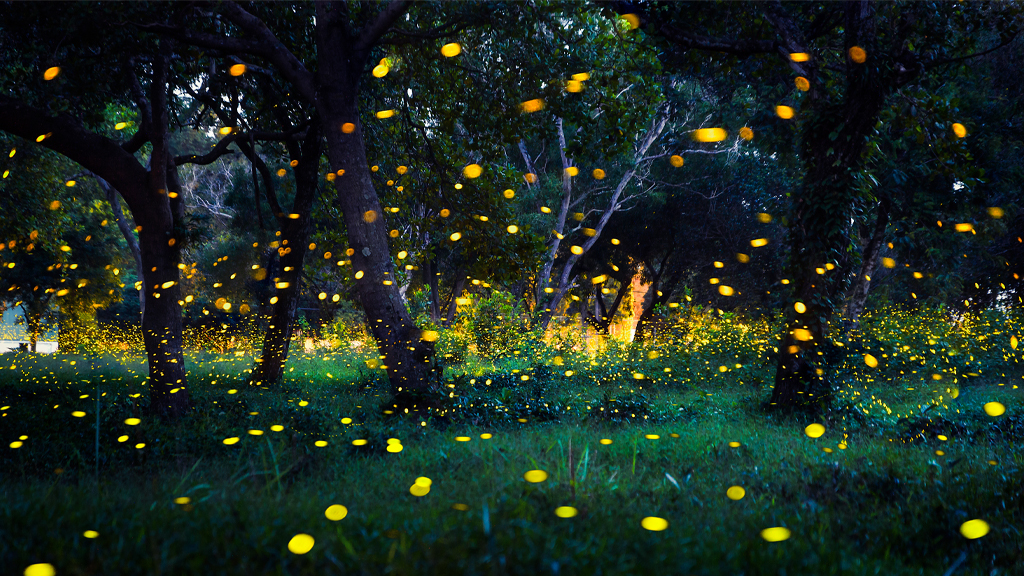 Why Do Fireflies Light Up?