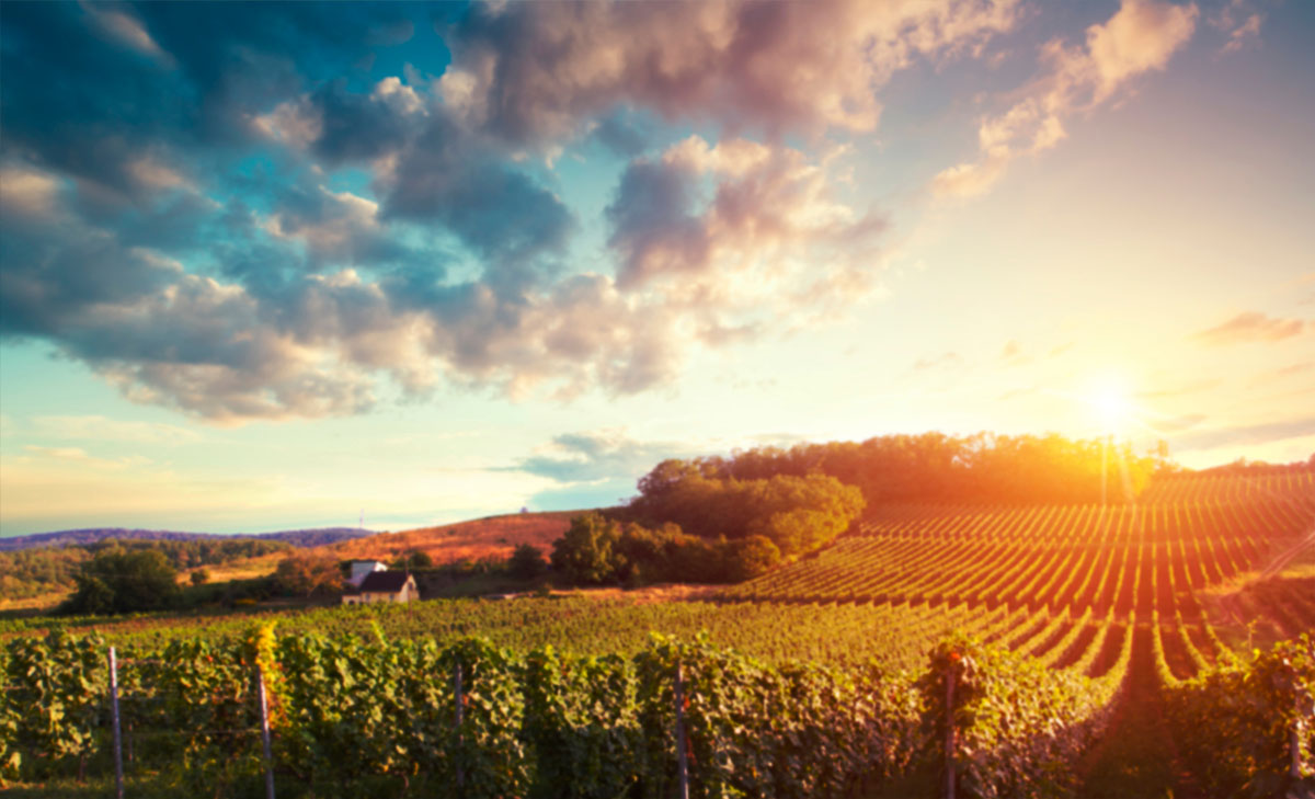 The Farmer in the Lab