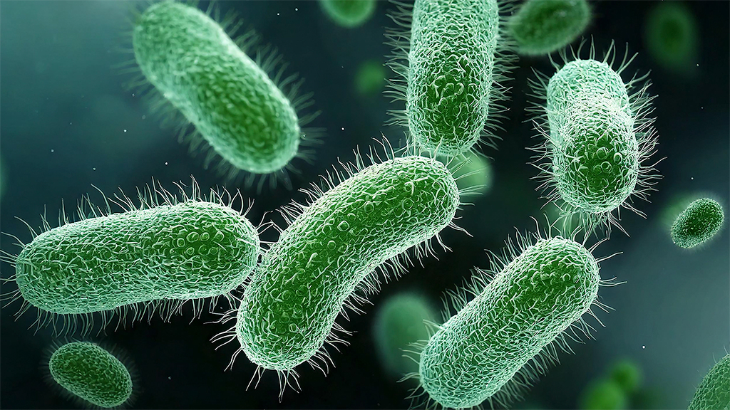 Are All Bacteria Harmful?