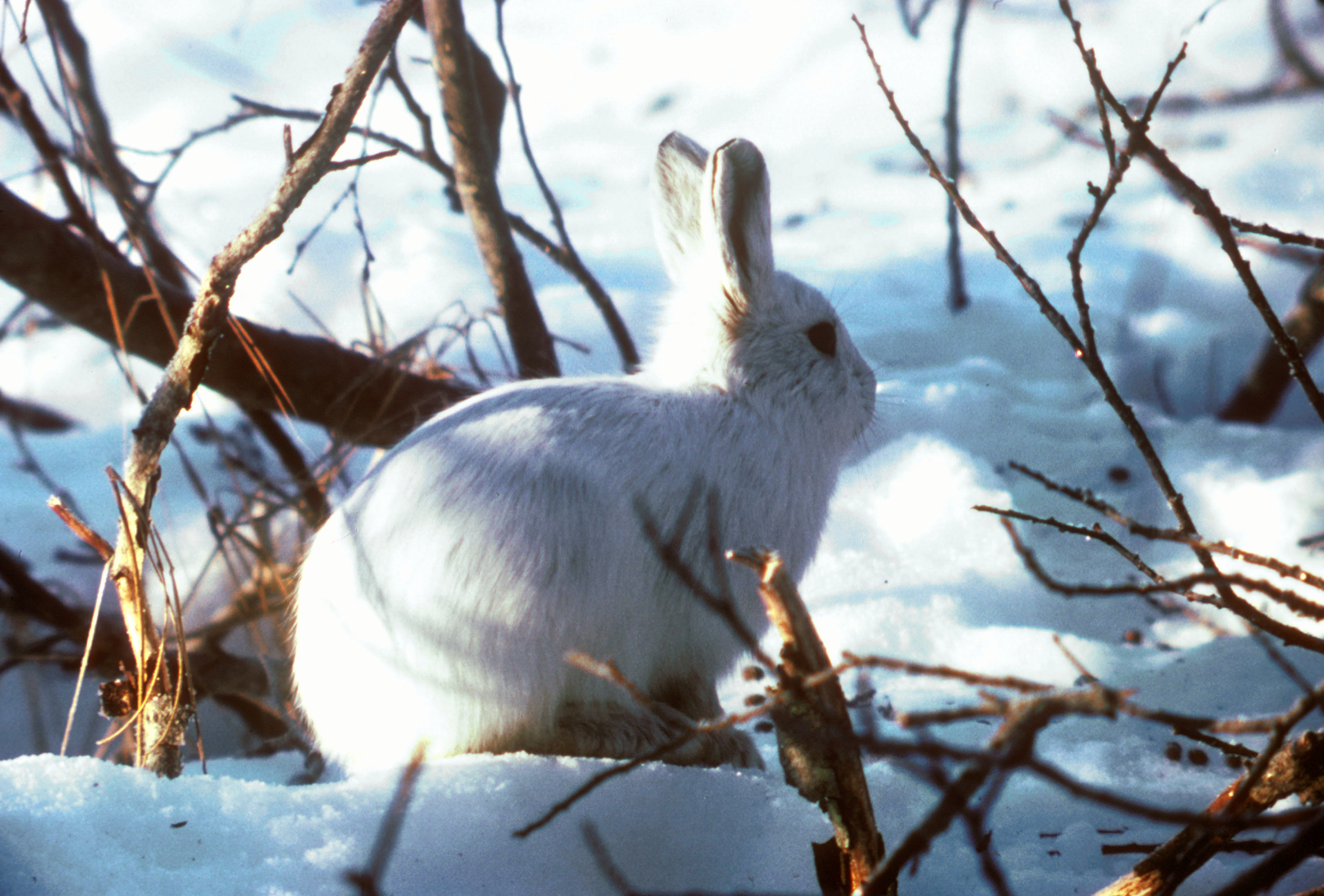 Arctic hare