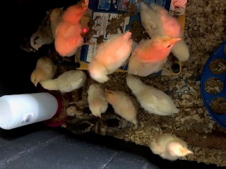 Three-week old chicks in their bin