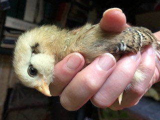 3-week-old Ameraucana chick showing its varied coloration