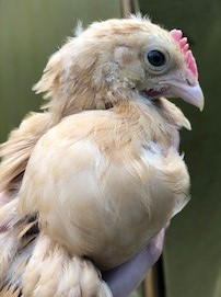 5-week-old Buff Orpington chick, probably female, showing comb development